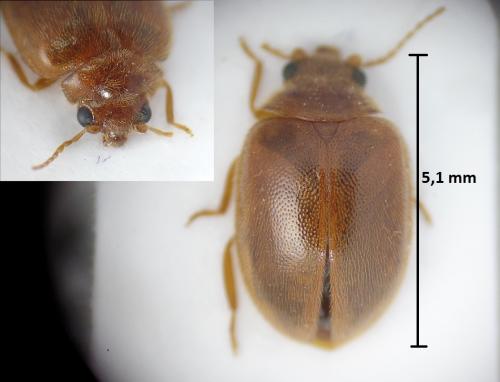 Prionocyphon serricornis